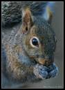 Squirrel2-4229.jpg