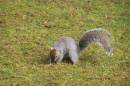 Squirrel4.jpg