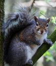 Squirrel41.jpg