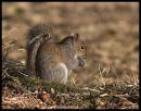 Squirrel_02_23_09_bf.jpg