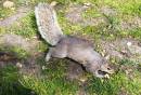 Squirrel_2.jpg