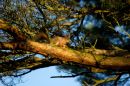 Squirrel_2016_at_Ballycastle_by_mo.jpg
