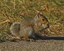 Squirrel_3.jpg