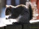 Squirrel_Eis_2.jpg
