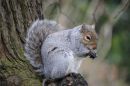 Squirrel_Let_us_prey.jpg