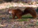 Squirrel_cone.jpg