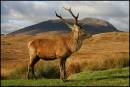 Stag.jpg