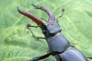 Stag_beetle.jpg