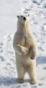 StandingBear.JPG