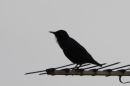 Starling-a.jpg