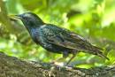 Starling1.jpg