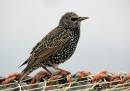 Starling2.jpg