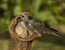 Starling3.jpg