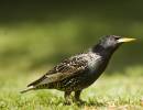 Starling6.jpg