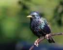Starling7.jpg
