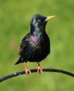 Starling8.jpg