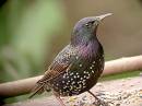 Starling_1235.jpg