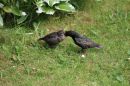 Starling_Feeding_Sturnus_Vulgaris_21-5-2020.jpg