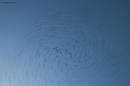 Starlings230107-003a.jpg