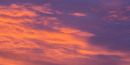 Starlings_at_Dawn.jpg