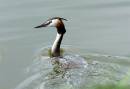 Startled-Grebe.jpg