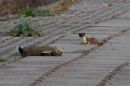 Stoat2.jpg