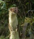 Stoat3.jpg