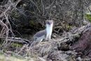 Stoat_Mustela_Erminea_3.jpg