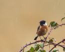 Stonechat1.JPG