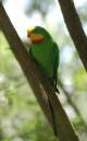 Superb_Parrot_001.jpg