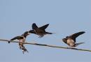 Swallow-Feed.jpg