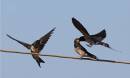 Swallow-feed-3.jpg