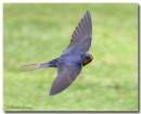 Swallow250507-2.jpg
