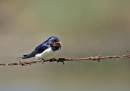 Swallow3.jpg