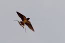Swallow_Hirundinidae_1-5-18_.jpg