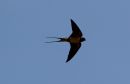 Swallow_Hirundinidae_1-5-2018_1.jpg