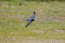 Swallow_Hirundo_Rustica_22-5-2014_.jpg