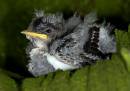 Swallow_chick.jpg