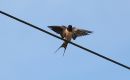 Swallow_hirundo_Rustica_15-4-2016_.jpg