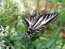 Swallowtail3.jpg