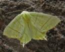 Swallowtail_Moth_B_Leecy_1_.jpg