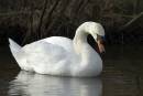 Swan-2.jpg