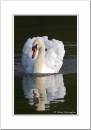 Swan-Pose.jpg