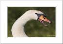 Swan-Threat.jpg