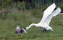 Swan-fight---1.jpg