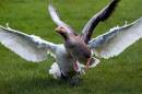 Swan-fight--2.jpg