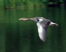 Swan-fight--3.jpg