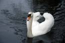 Swan1.jpg