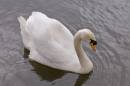 Swan14.jpg