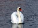 Swan16.jpg